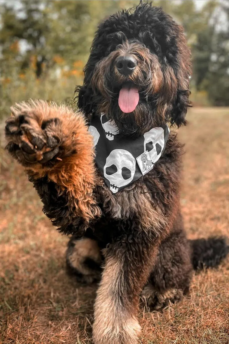 Dog Bandana Skulls - Customize with Interchangeable Velcro Patches