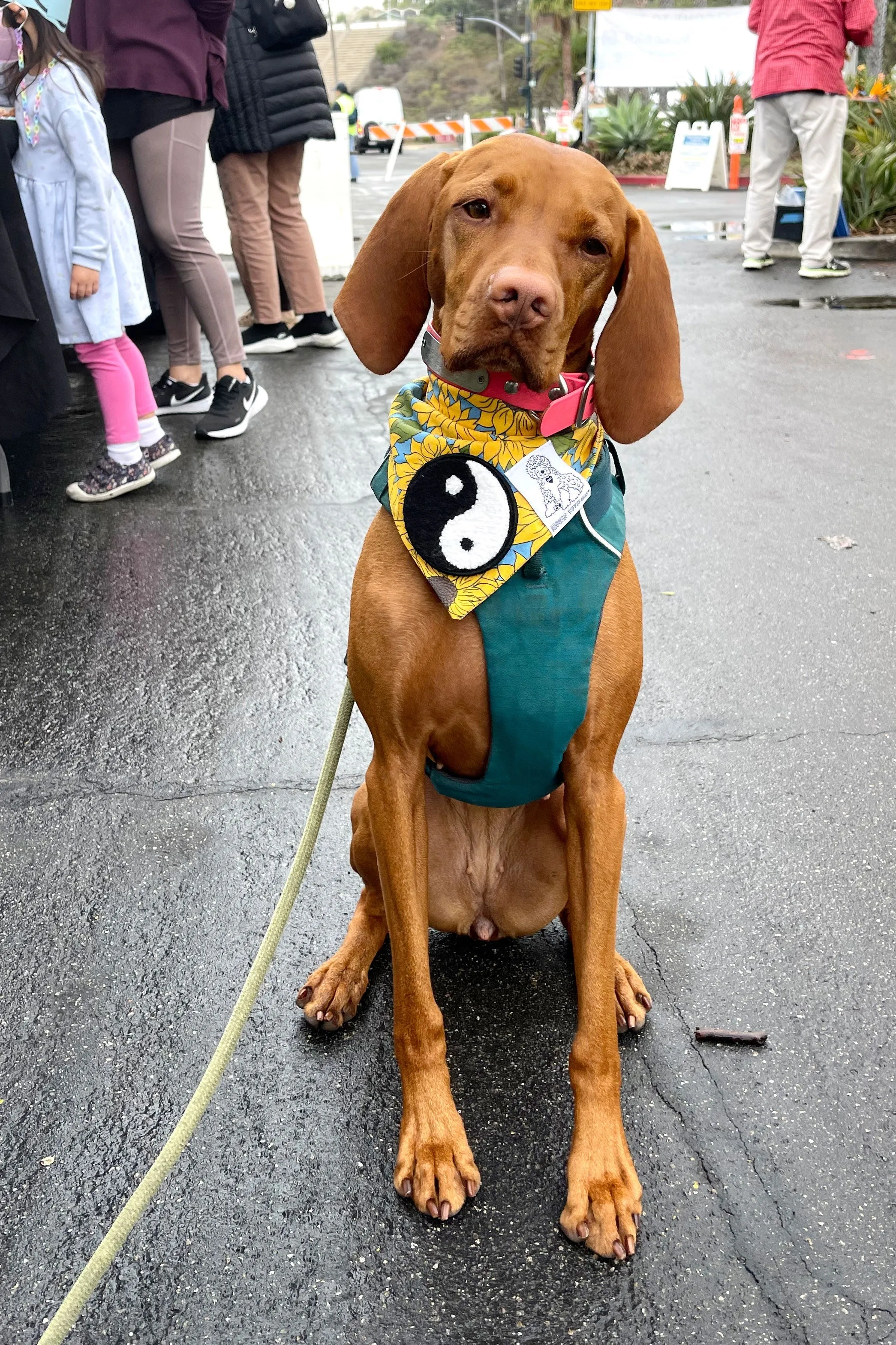 ★Dog Bandana Sunflower - Customize with Interchangeable Velcro Patches